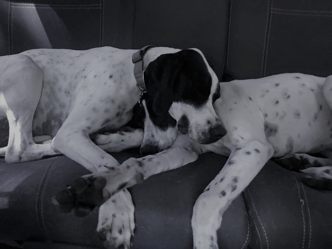 two english pointer dogs intertwined while sleeping in car