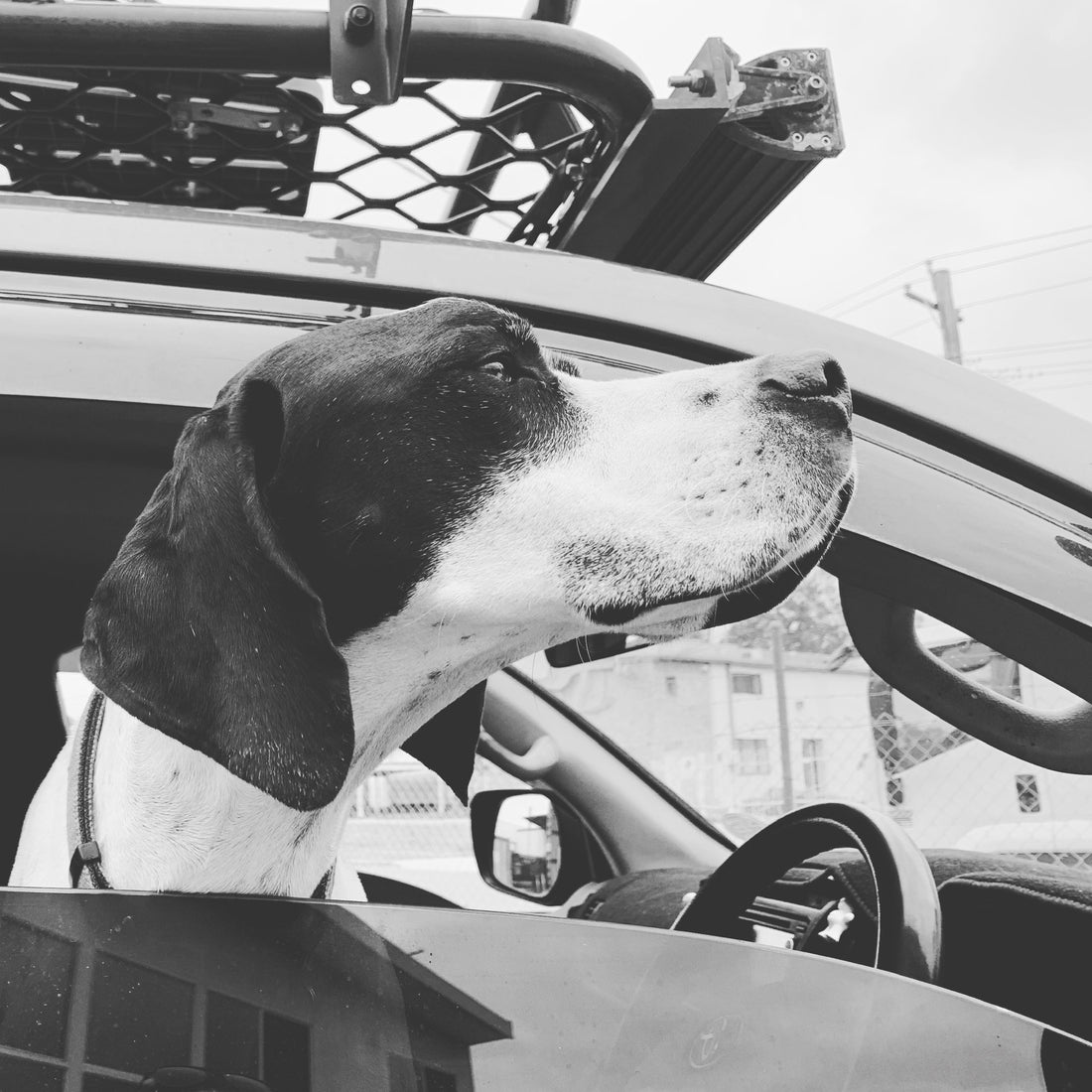 English Pointer dog in 4WD