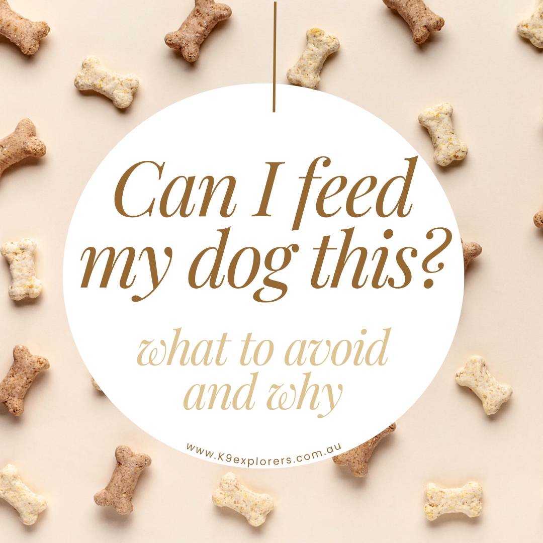 The ultimate NO GO food list for dogs (with reasons why)