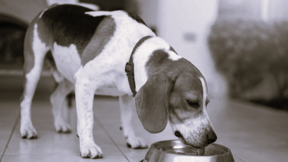 Quenching Their Thirst: The Importance of Pet Hydration