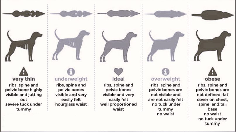 Tackling Dog Obesity: Risks, Signs, and 5 Safe Ways to Help Your Pup Shed Pounds