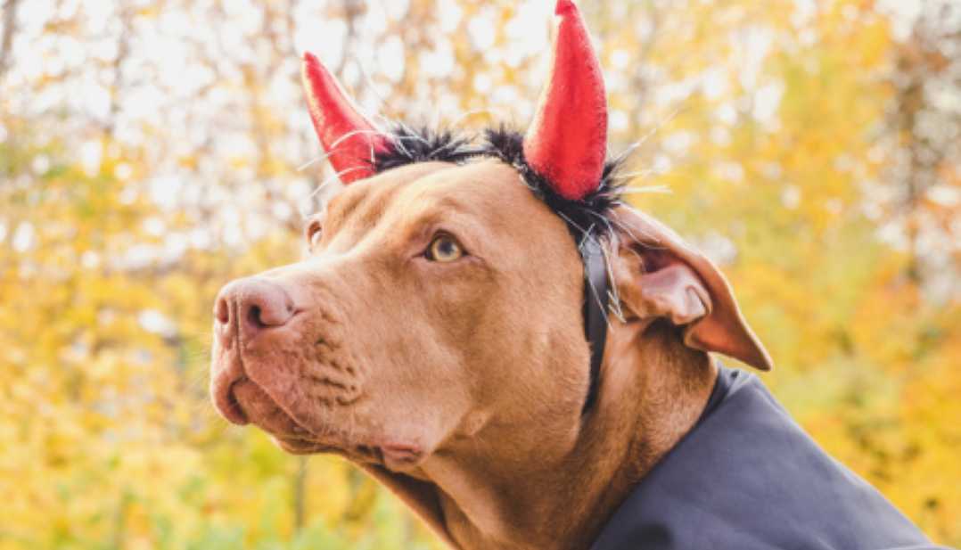 staffy dog in costume