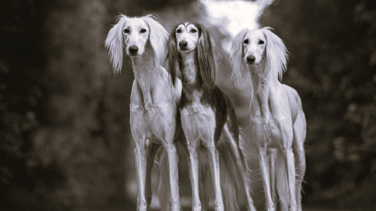 Saluki - one of the oldest purebred dog breeds