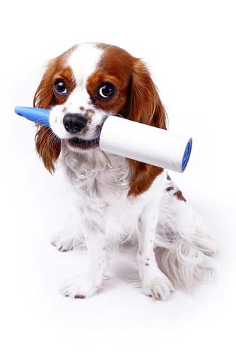 Pets and Asthma: How to Live Happily with Your Furry Friends