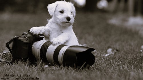 Capturing Paw-some Moments: Top 10 Tips and Tricks for Photographing Your Dog