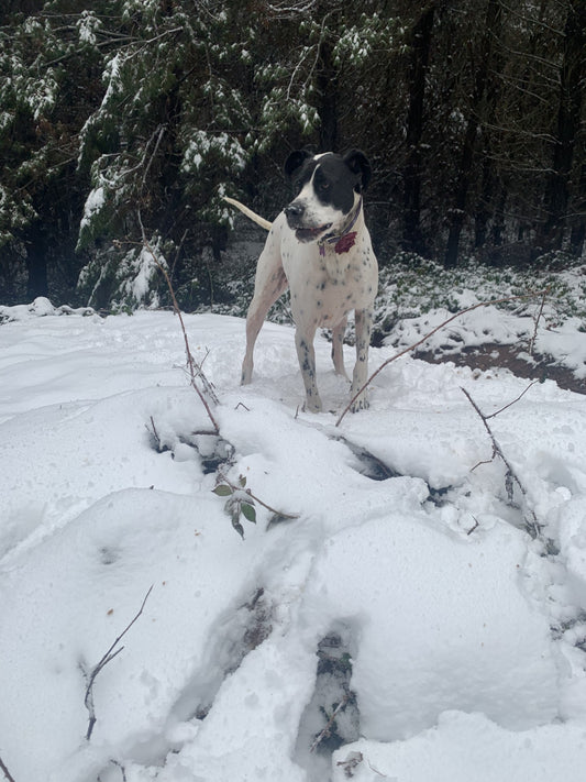 Winter Adventures with Your Dog in Australia: Embrace the Cool and Explore!