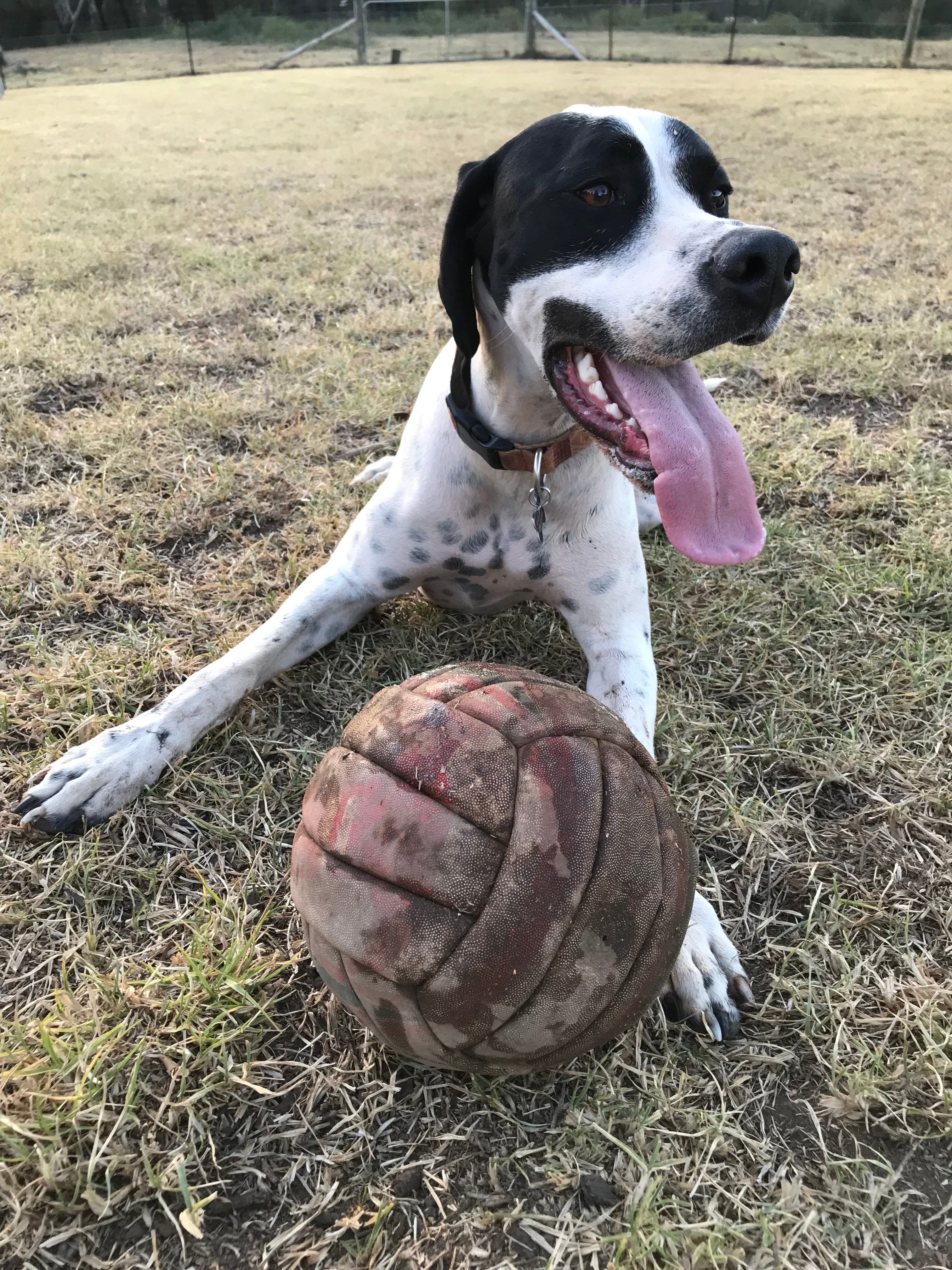 Lance - English Pointer