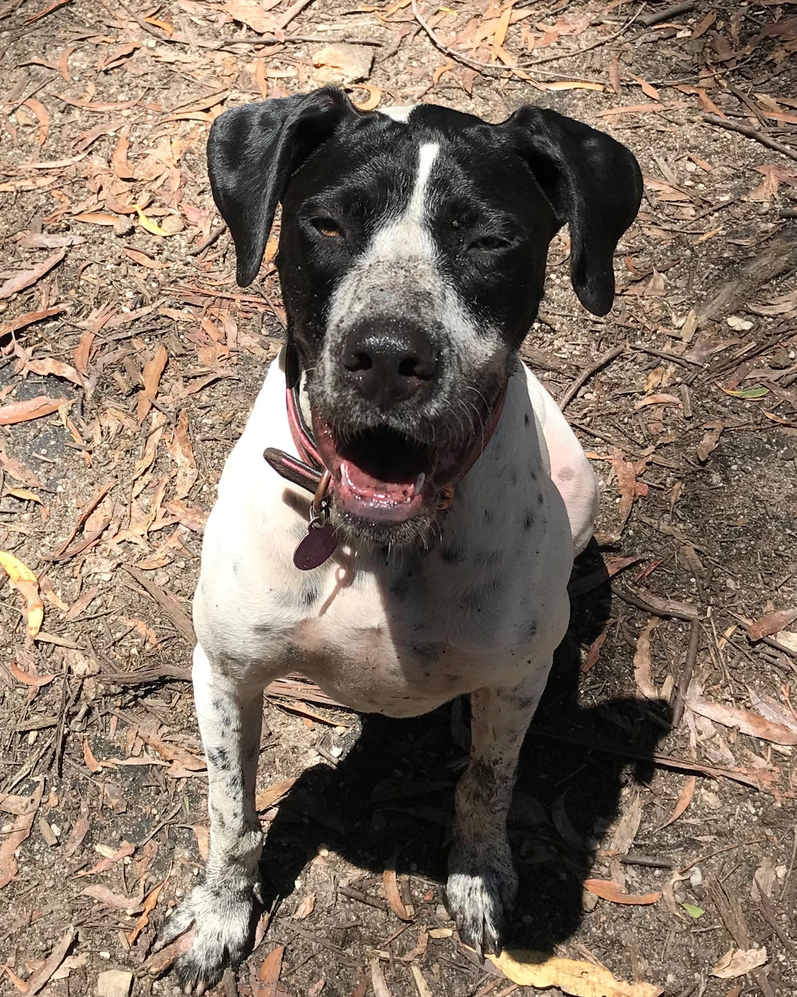 Pepper - English Pointer X