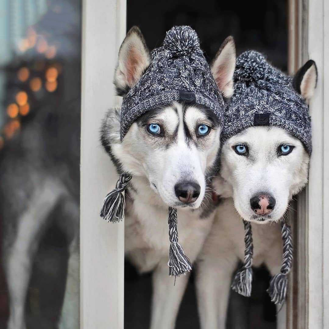 Winter Dog Hat/ Beanie