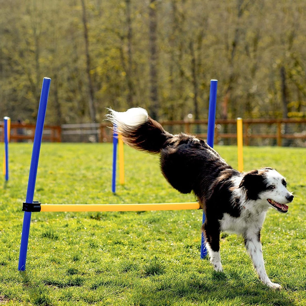 Dog Agility Training Set