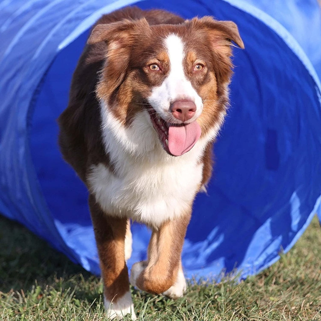 Dog Agility Training Set