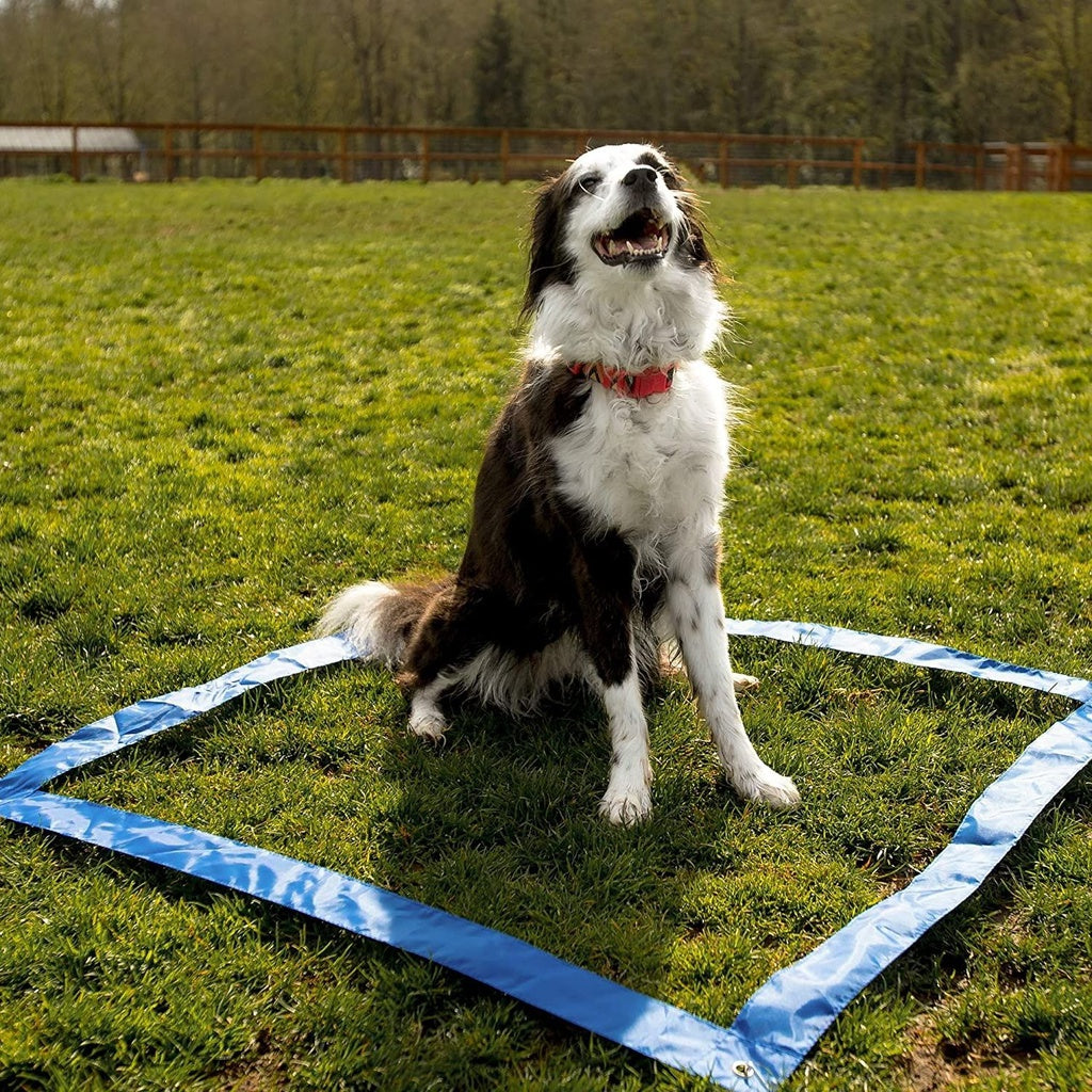 Dog Agility Training Set